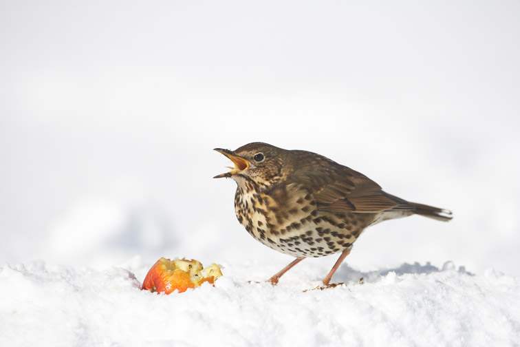 Song Thrush Turdus philomelos adult feeding on apple in snow. Scotland. March.